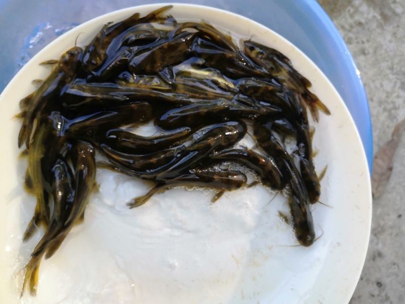 杂交黄骨鱼苗黄颡鱼黄辣丁，品质好，种苗有保证。