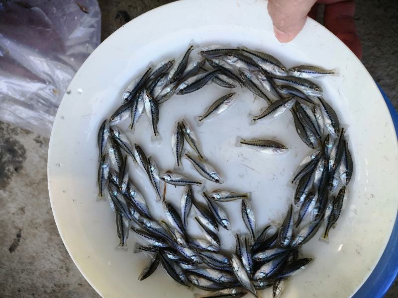 鲈鱼苗加州鲈鱼苗[产地直销】欢迎你选购。