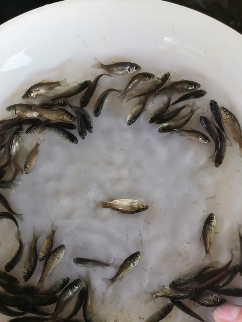 优质鲫鱼苗培育严格管控，成活率高，产地直销，货源充足。