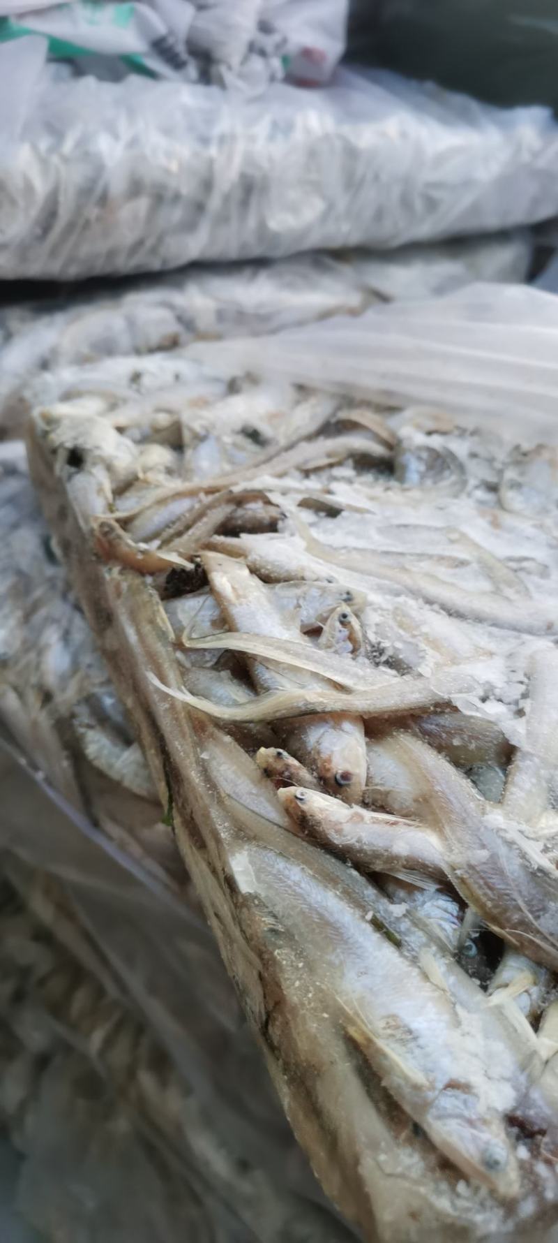 冻板毛刀鱼