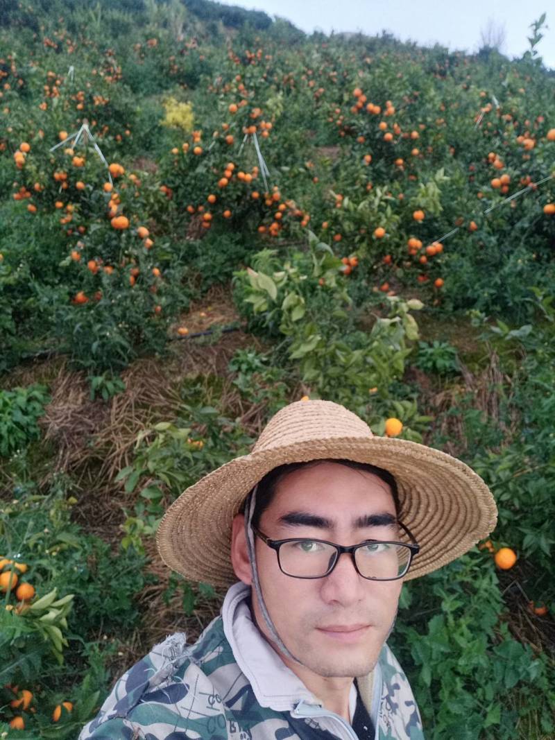 云南沃柑化渣甘甜高山精品沃柑，一件发货