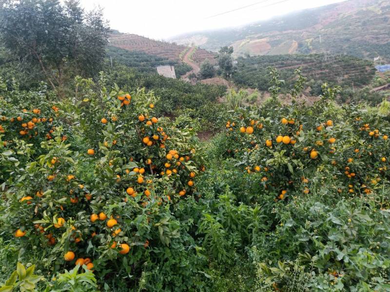 云南沃柑化渣甘甜高山精品沃柑，一件发货