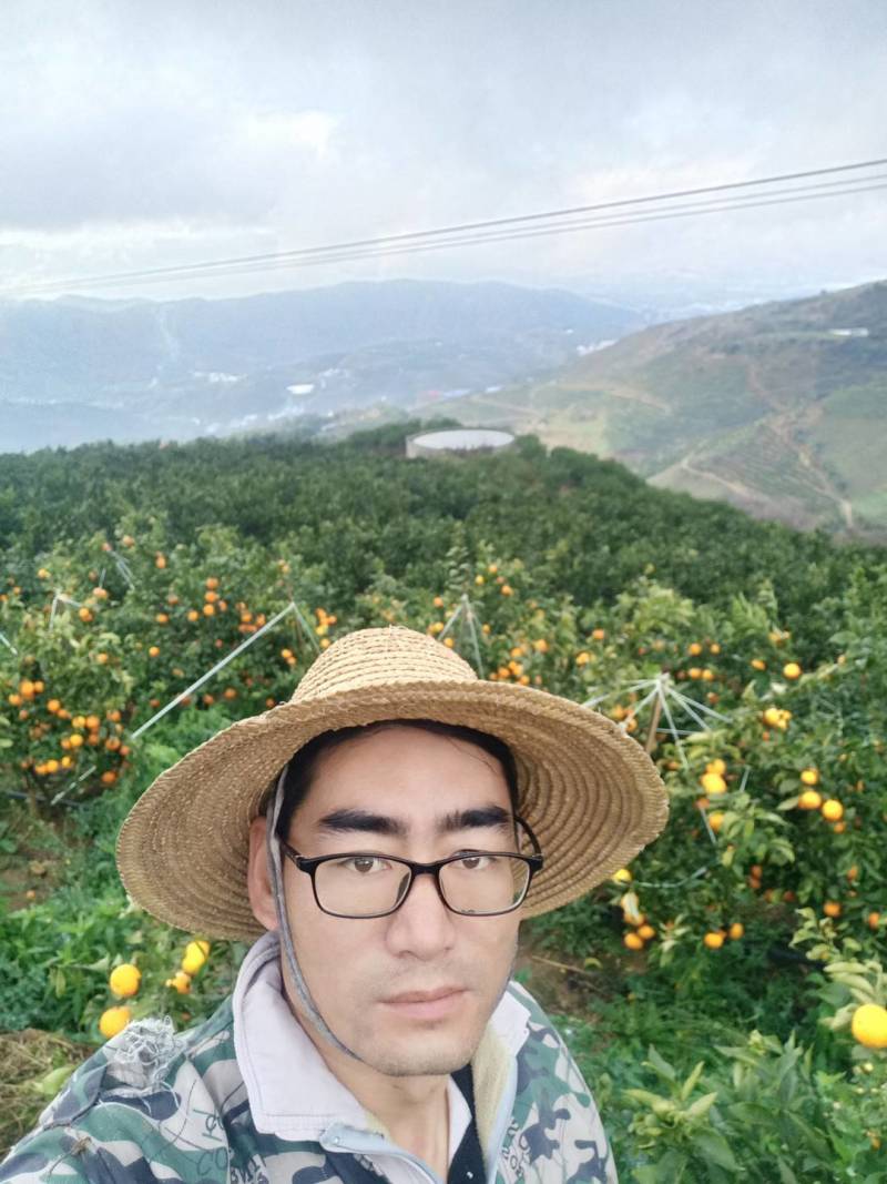 云南沃柑化渣甘甜高山精品沃柑，一件发货