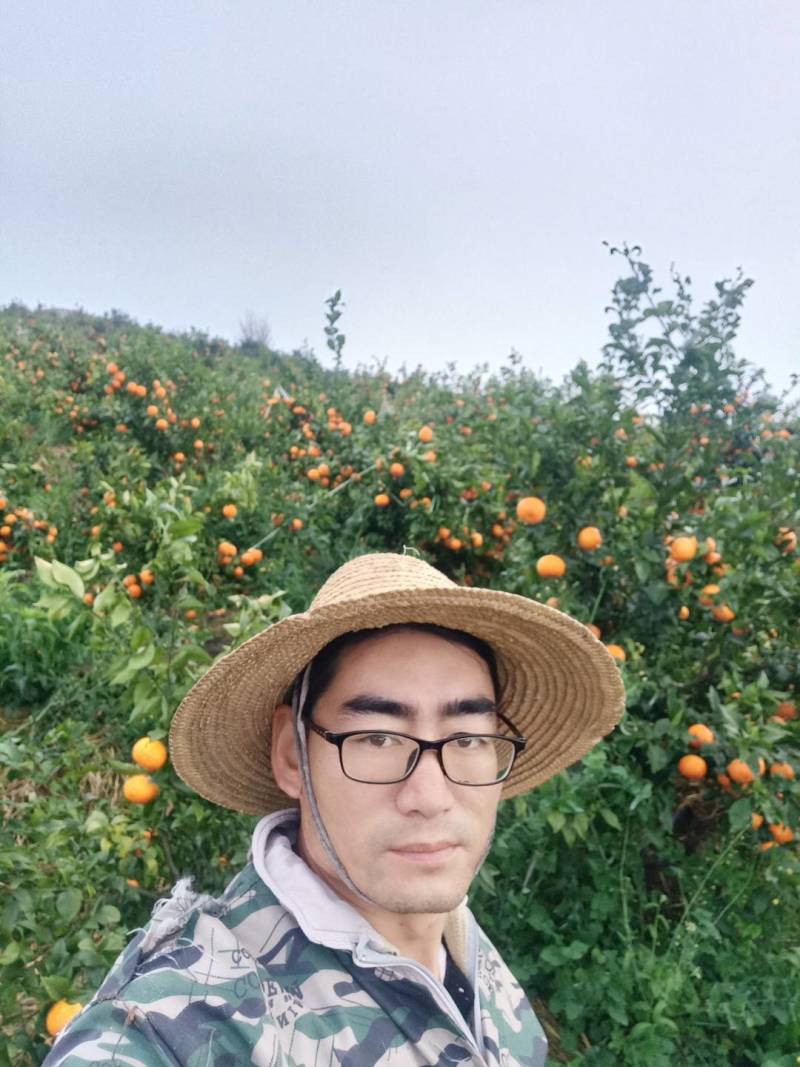 云南沃柑化渣甘甜高山精品沃柑，一件发货