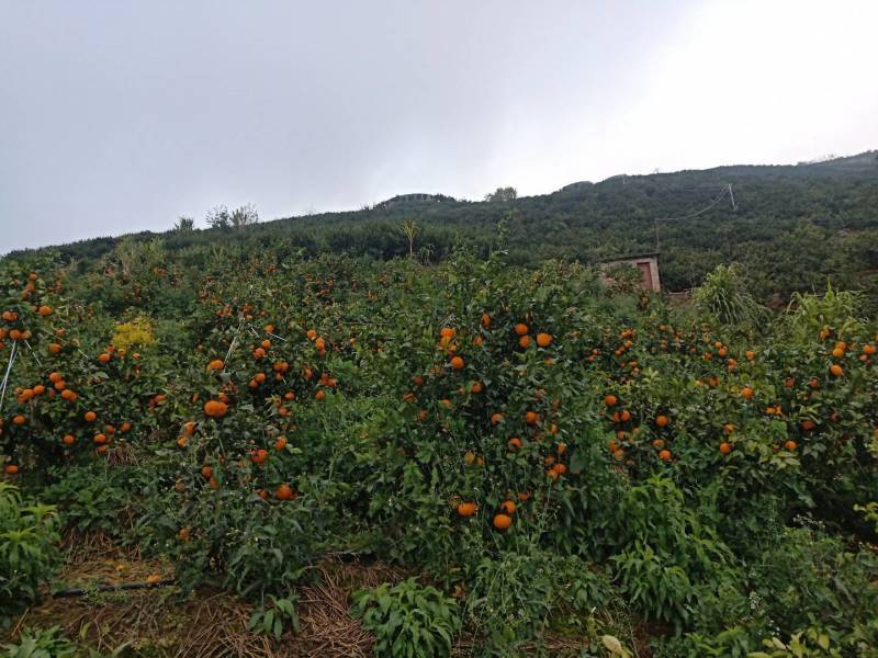 云南沃柑化渣甘甜高山精品沃柑，一件发货