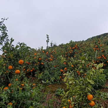 云南沃柑化渣甘甜高山精品沃柑，一件发货