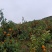 云南沃柑化渣甘甜高山精品沃柑，一件发货
