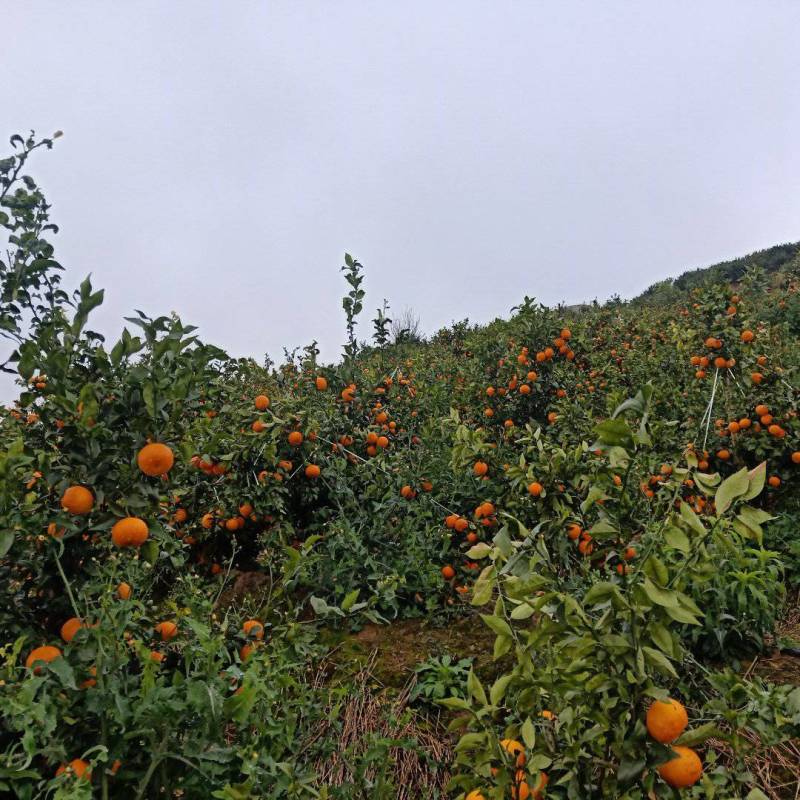 云南沃柑化渣甘甜高山精品沃柑，一件发货