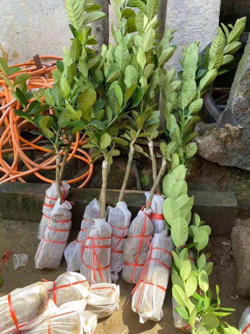 柠檬苗澳洲手指柠檬树苗新品种果树苗四季可种嫁接苗带土带叶
