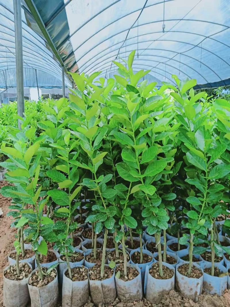 柠檬苗澳洲手指柠檬树苗新品种果树苗四季可种嫁接苗带土带叶