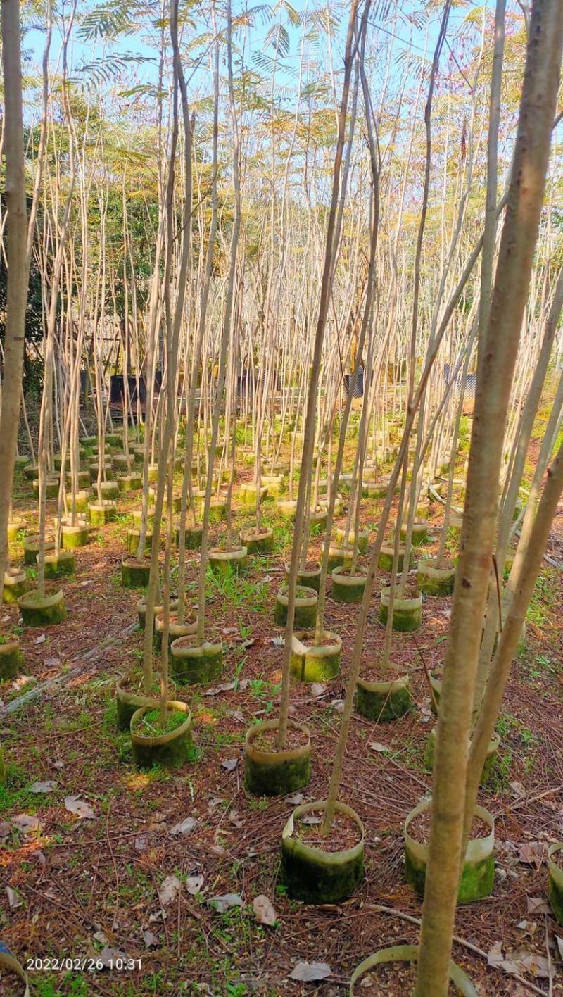 凤凰木
