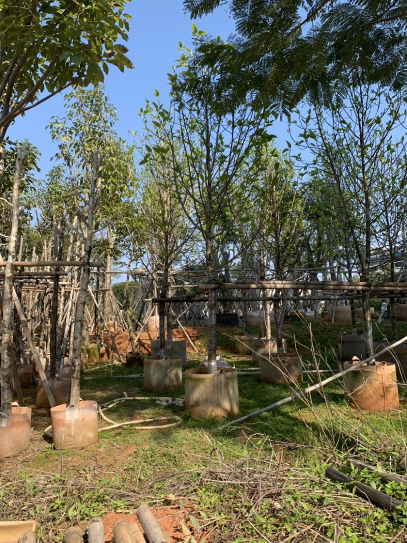 白玉兰