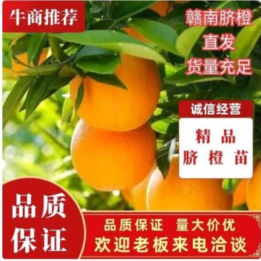 纽荷尔脐脐橙苗，大量有货，量大从优，欢迎您的光临