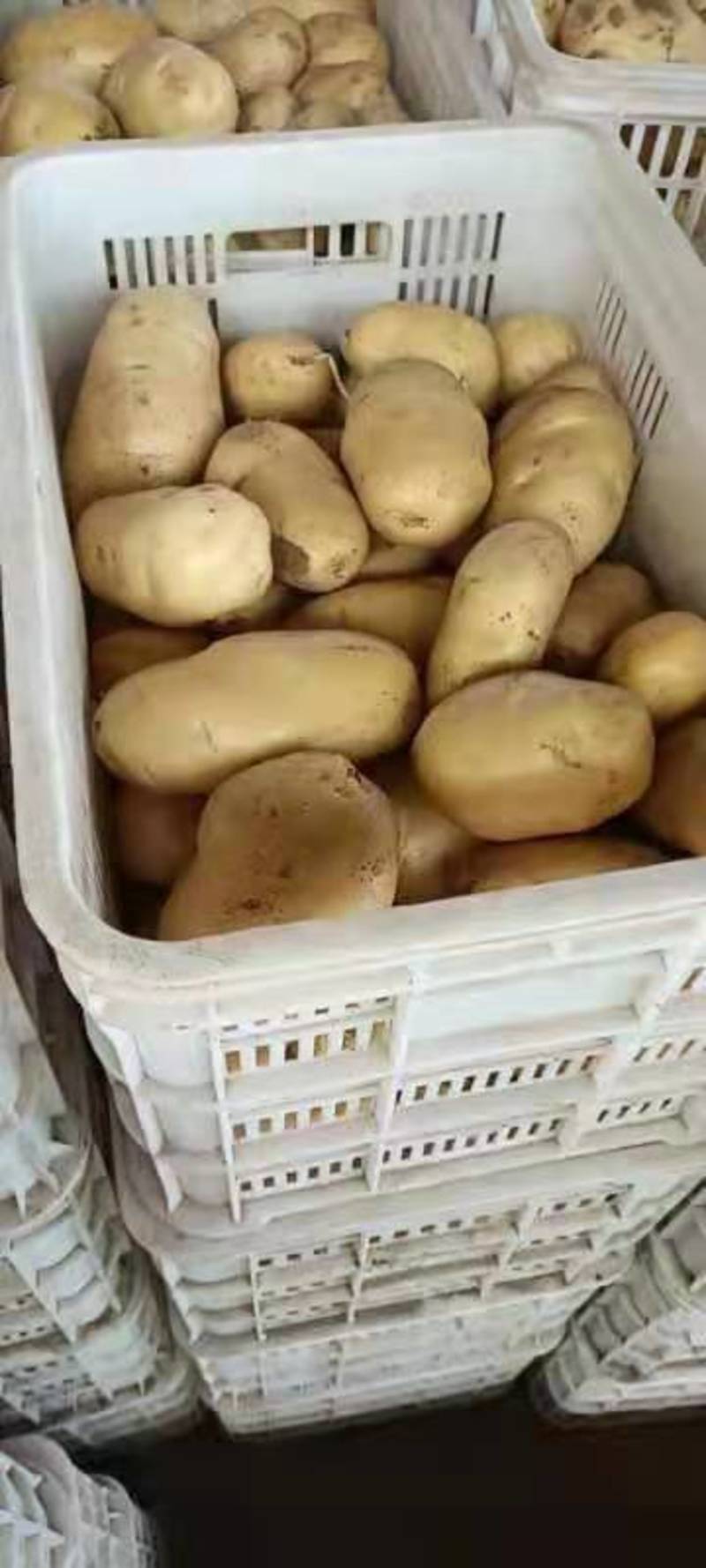 【牛商推荐】山东青岛荷兰十土豆，个大光滑，全国发货保质保