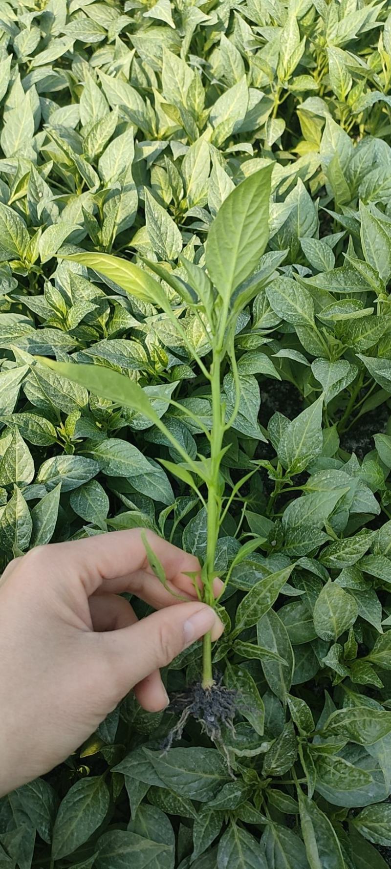 线椒，牛角椒，黄贡椒，品种多，品种好，价格美丽！全国包邮