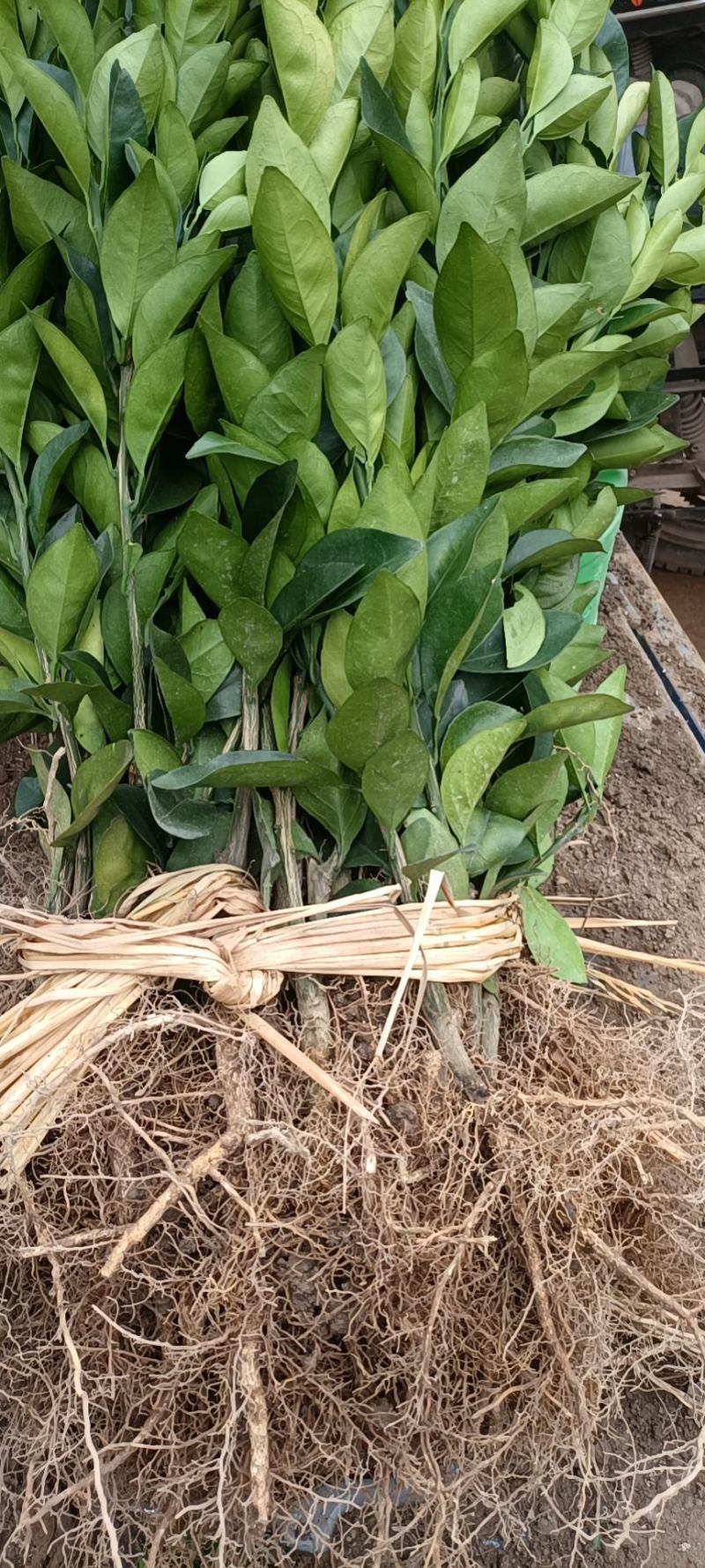 纽荷尔脐脐橙苗，大量有货，量大从优，欢迎您的光临