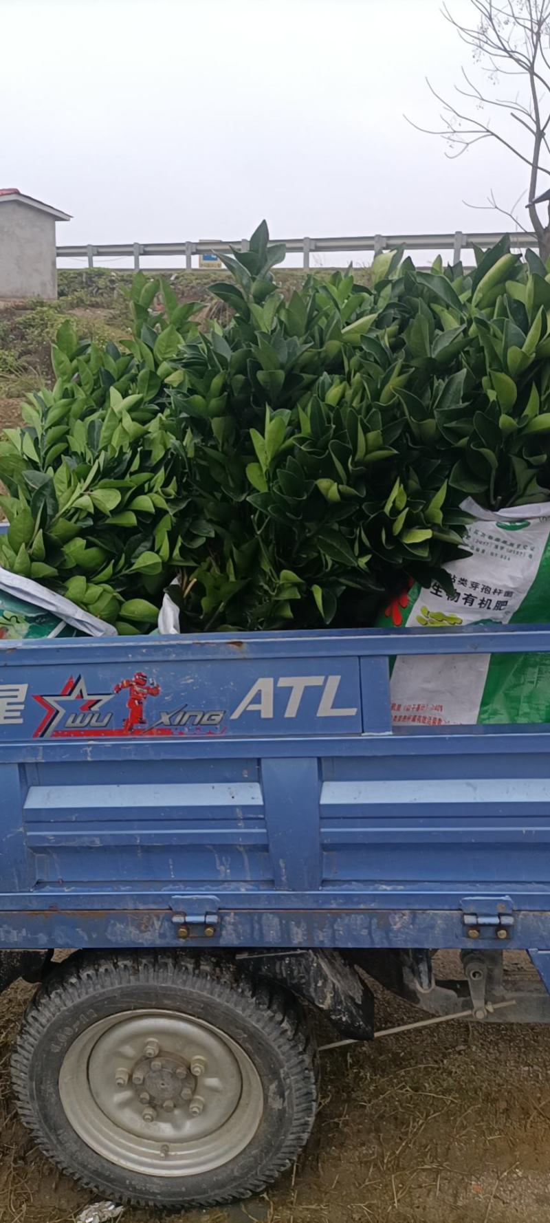 纽荷尔脐脐橙苗，大量有货，量大从优，欢迎您的光临