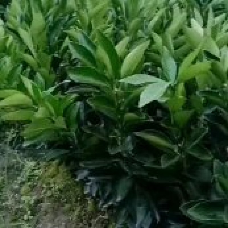 纽荷尔脐脐橙苗，大量有货，量大从优，欢迎您的光临