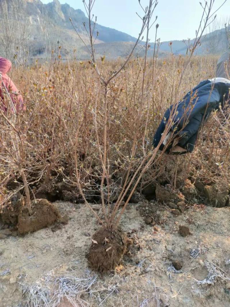 映山红基地直发，规格齐全保证质量，欢迎各位老板咨询下单