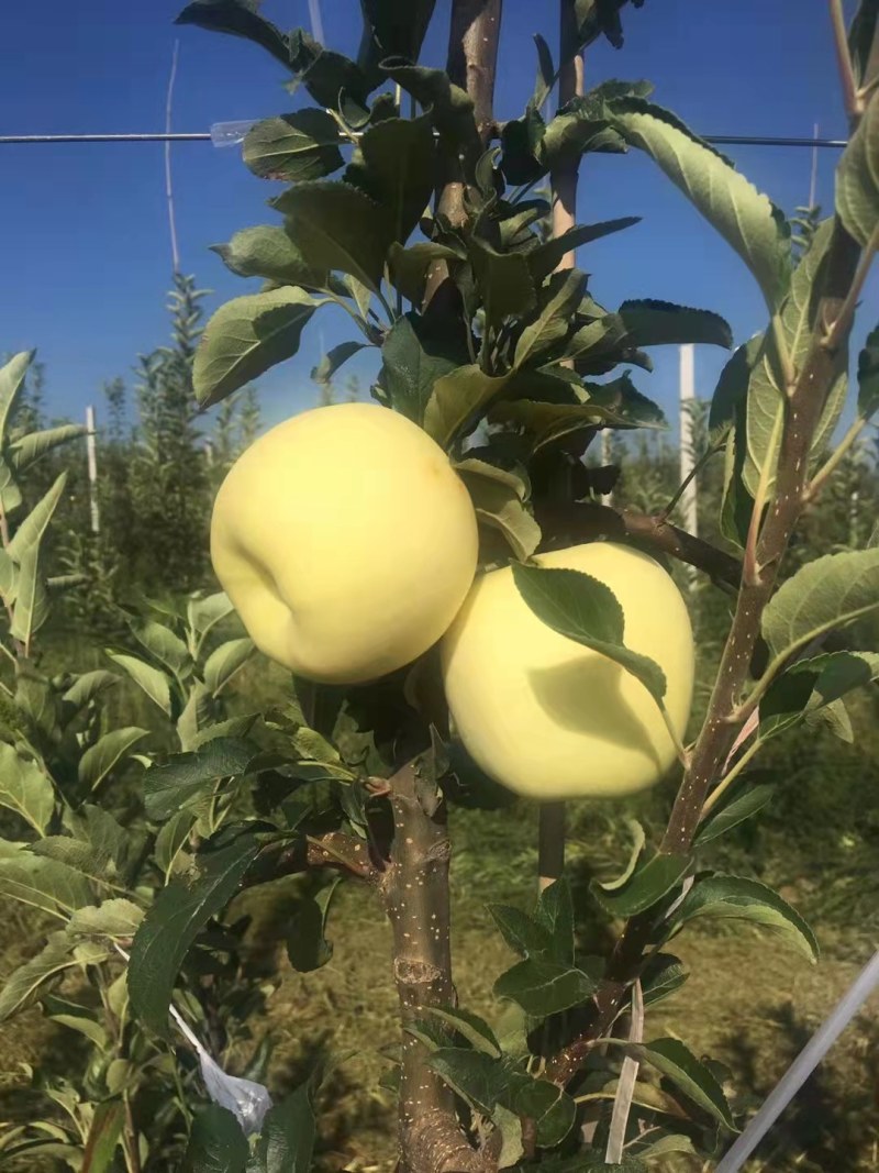 维纳斯黄金苹果树苗树苗粗壮成活率高基地直发