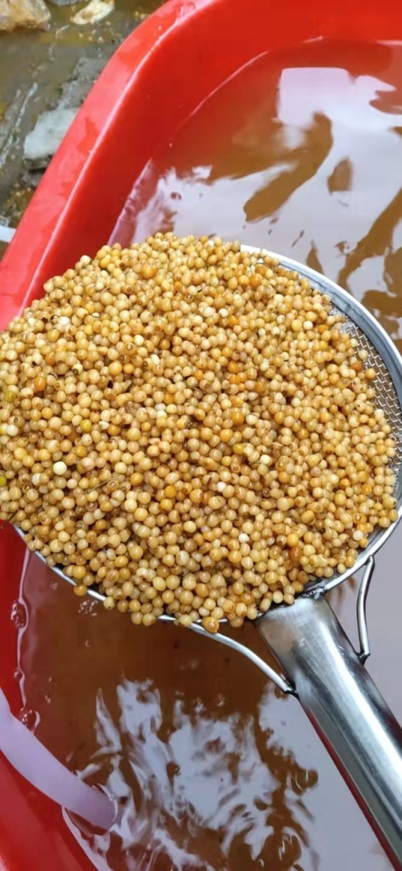 优质黄精种子老虎姜种子黄精净籽发芽率高提供种植技术