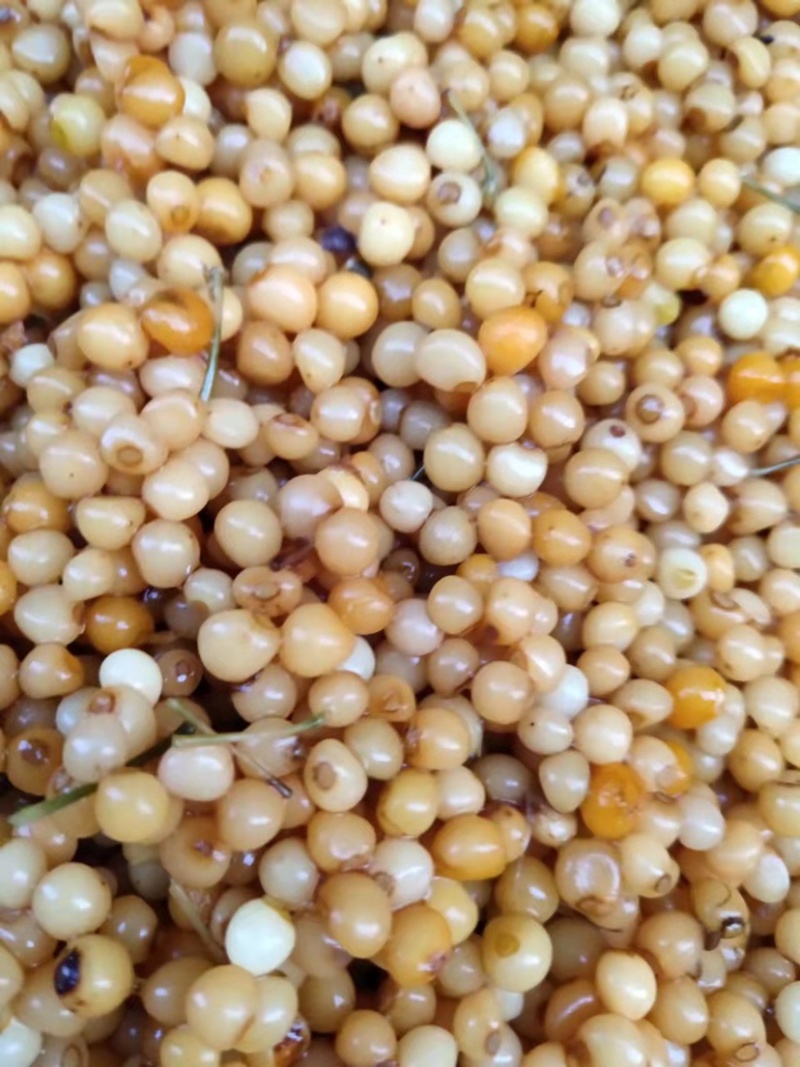 优质黄精种子老虎姜种子黄精净籽发芽率高提供种植技术