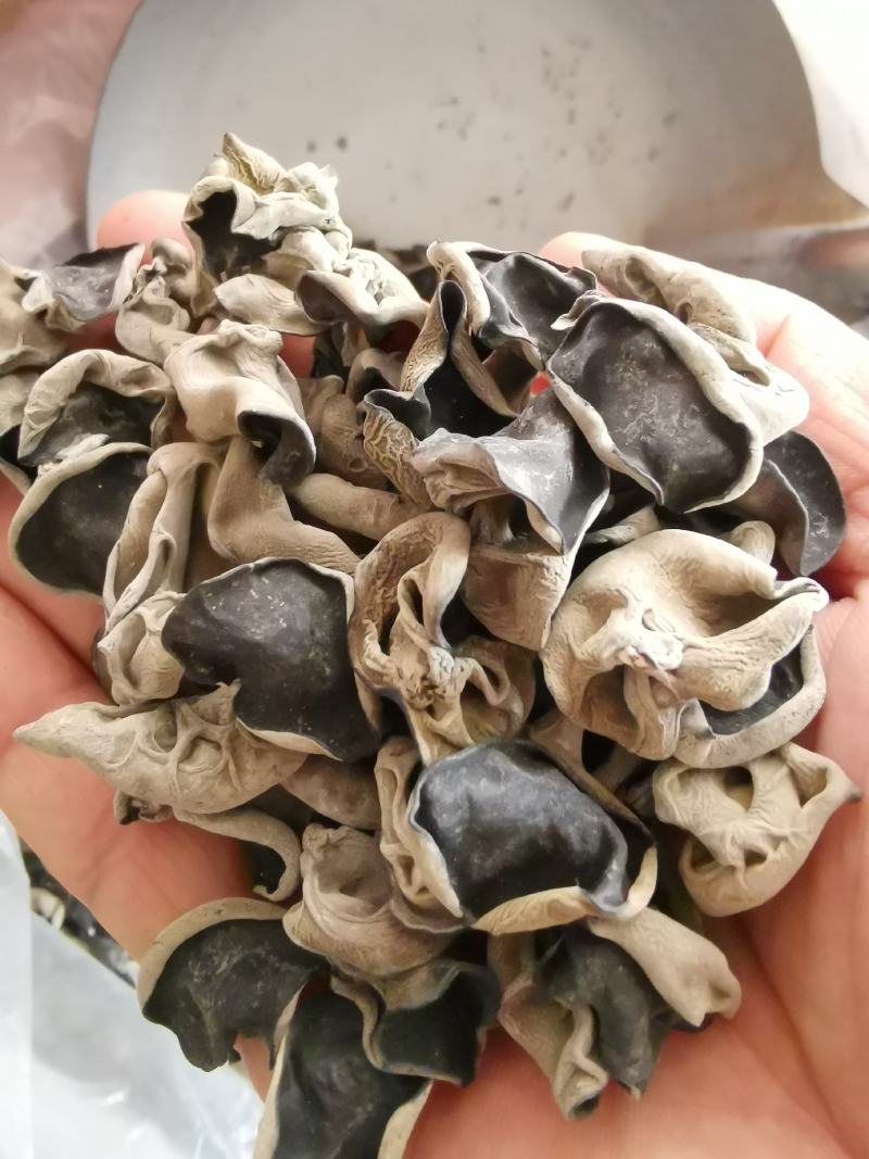 神农架秋黑木耳一级单片厚中耳1.5左右