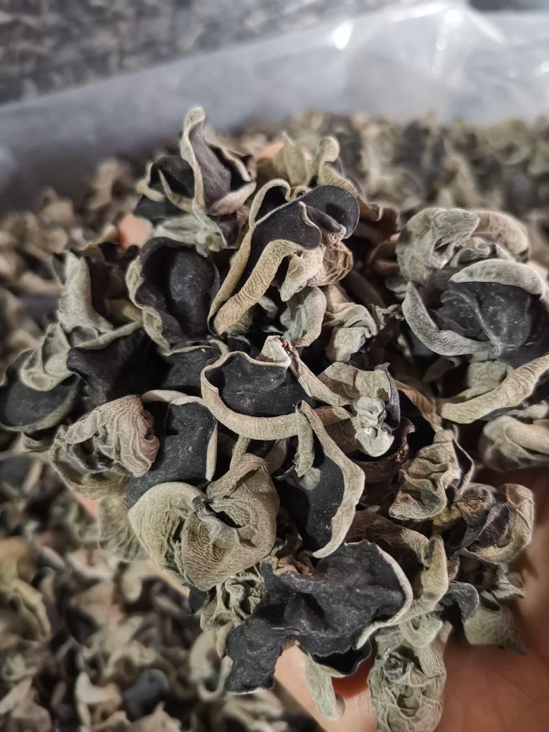 神农架秋黑木耳一级单片厚中耳1.5左右