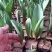 工程用郁金香花苗，盆栽郁金香100万株上市