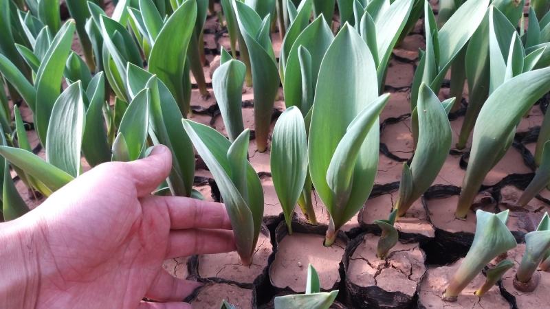 工程用郁金香花苗，盆栽郁金香100万株上市