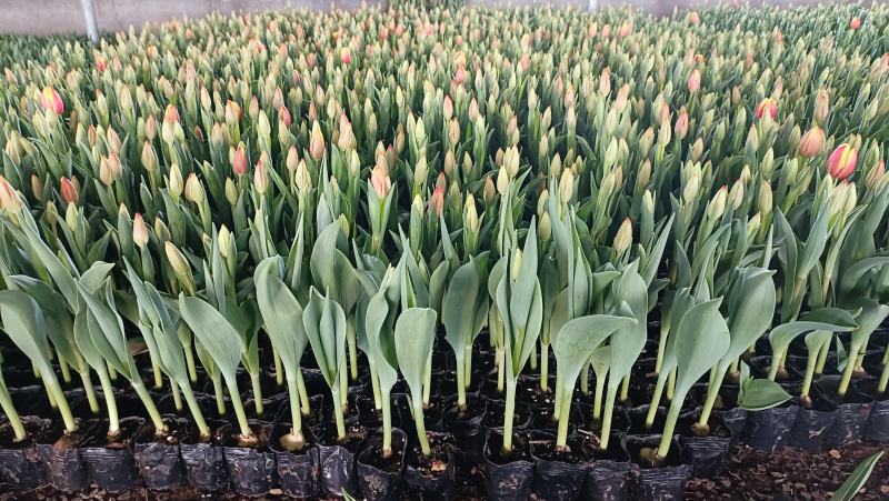 工程用郁金香花苗，盆栽郁金香100万株上市
