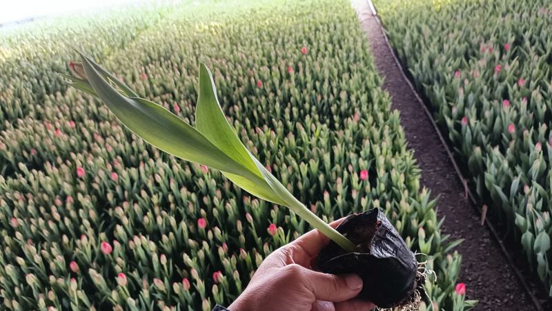 工程用郁金香花苗，盆栽郁金香100万株上市