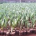 工程用郁金香花苗，盆栽郁金香100万株上市