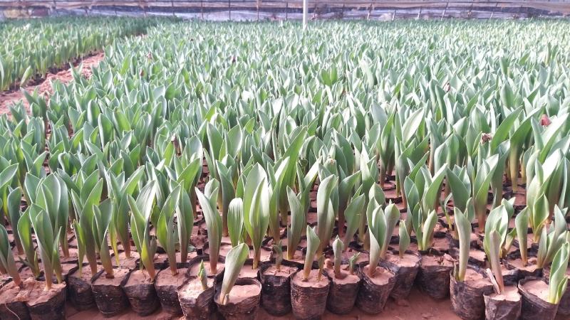 工程用郁金香花苗，盆栽郁金香100万株上市
