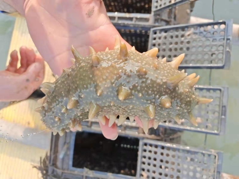 新鲜活海参养殖基地大量出货，有需要的朋友联系我