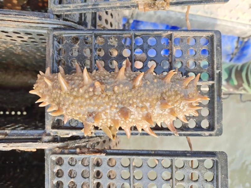 新鲜活海参养殖基地大量出货，有需要的朋友联系我