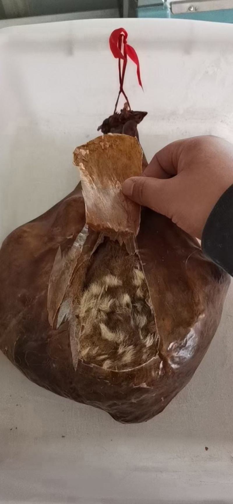 吉林梅花鹿鹿胎！烘干鹿胎！可免费打粉！