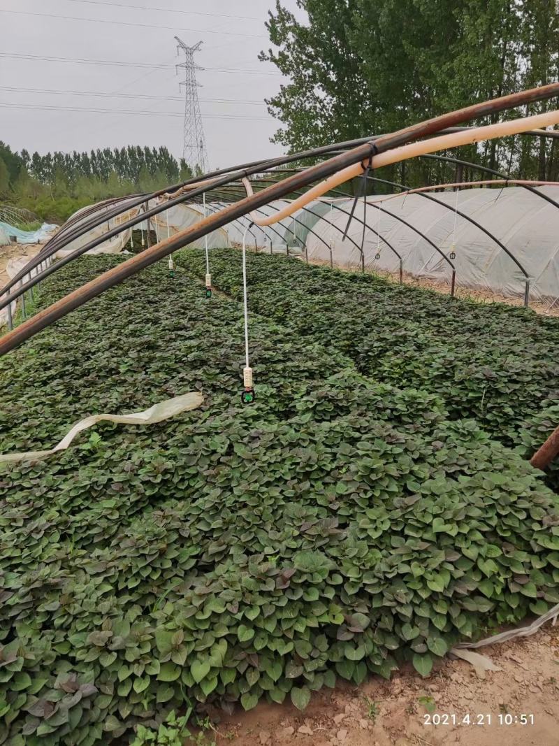 西瓜红薯苗优质脱毒西瓜红薯苗供应各种脱毒红薯苗