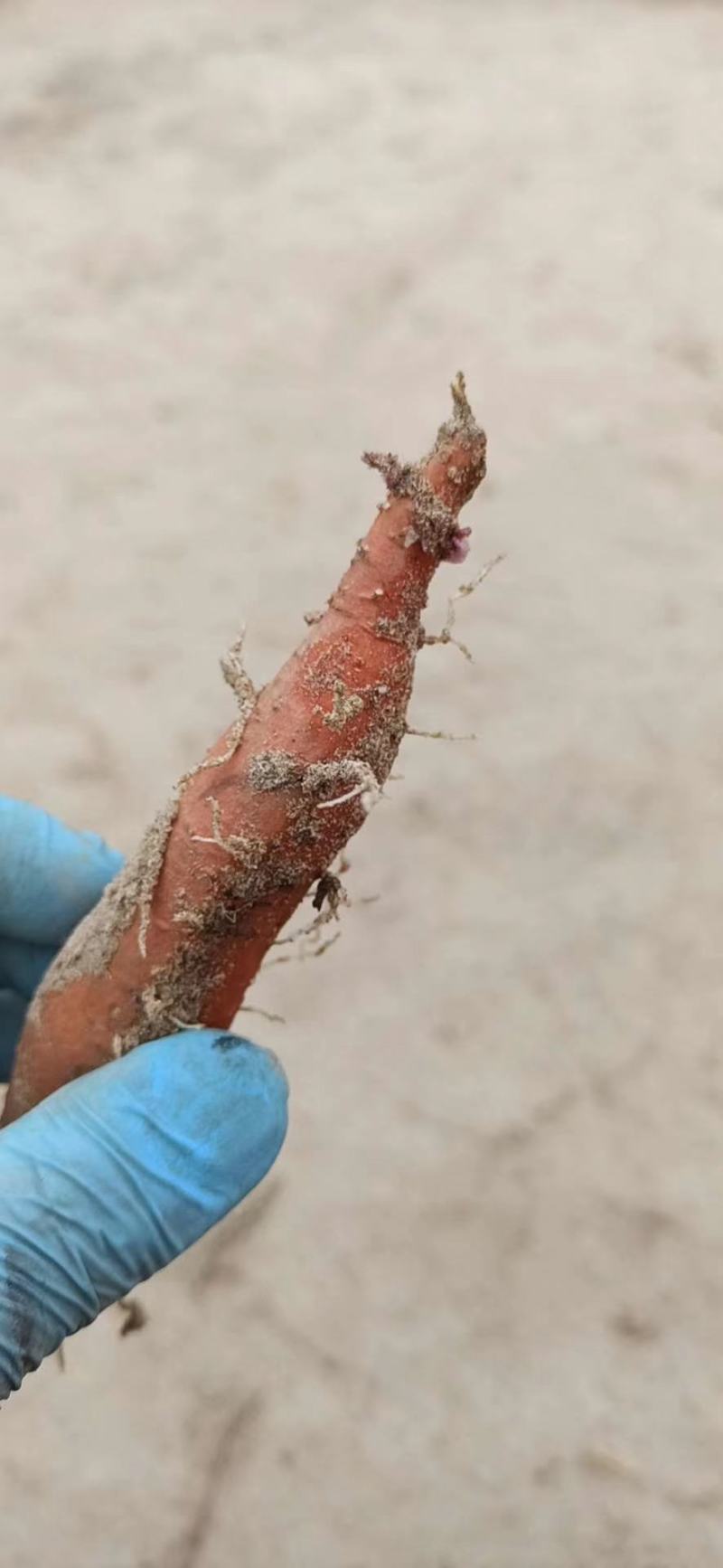 西瓜红薯苗优质脱毒西瓜红薯苗供应各种脱毒红薯苗