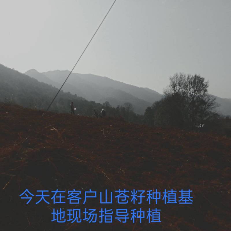 供应山苍籽树苗