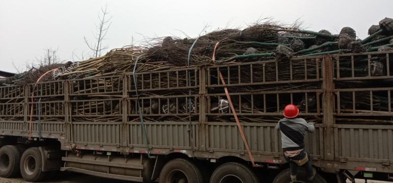 【推荐】红枫树枫树中国红，日本红，美国红枫等基地直供