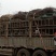 【推荐】红枫树枫树中国红,日本红,美国红枫等基地直供