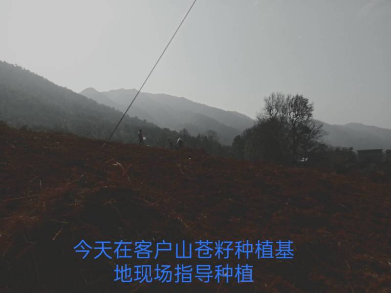 供应山苍籽树苗