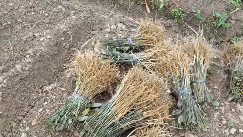 供应山苍籽树苗
