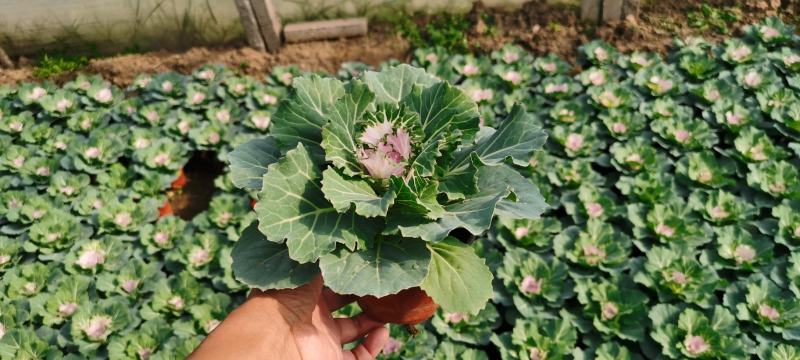 冬季市政绿化用耐寒草花羽衣甘蓝