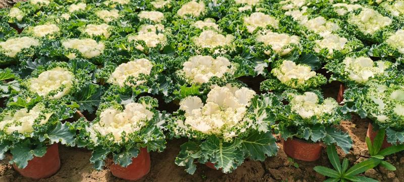 冬季市政绿化用耐寒草花羽衣甘蓝