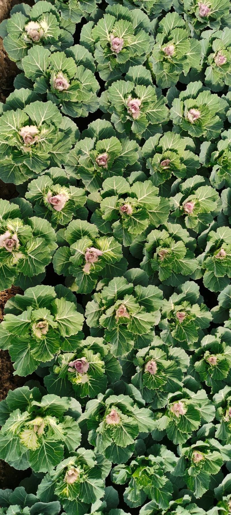 冬季市政绿化用耐寒草花羽衣甘蓝