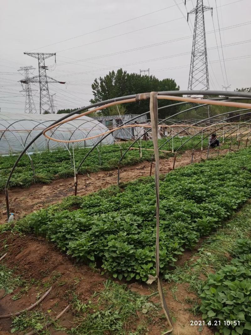 蜜薯脱毒原种红薯苗日出苗50万株本小拱棚全面晾晒