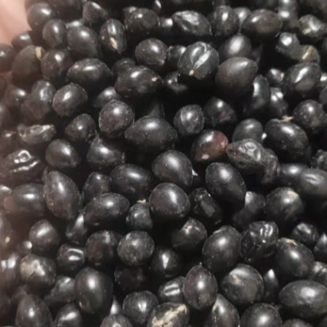云南优质山豆根种子颗粒饱满苦参种子提供种植技术药材