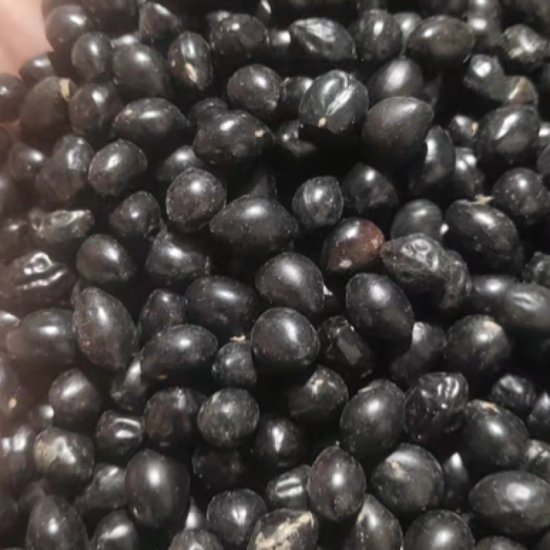 云南优质山豆根种子颗粒饱满苦参种子提供种植技术药材